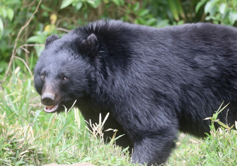 塩尻でクマ目撃ラッシュ